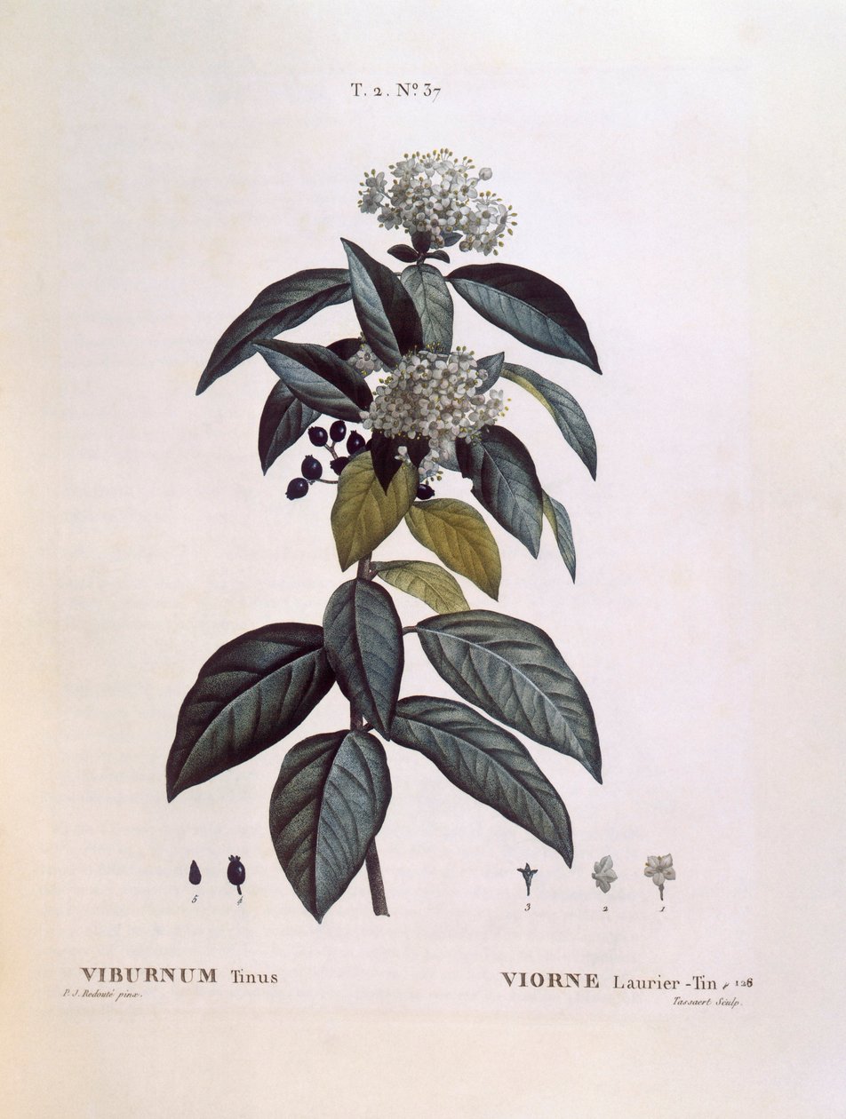 Laurustinus (Viburnum tinus), Henry Louis Duhamel du Monceau, płyta botaniczna autorstwa Pierre Joseph Redouté autorstwa Pierre Joseph Redouté