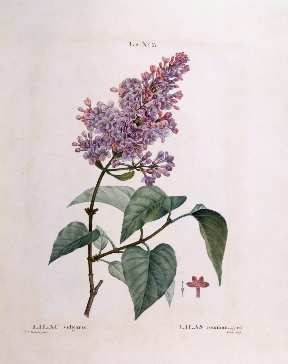 Liliowy (Syringa vulgaris), Henry Louis Duhamel du Monceau, płyta botaniczna autorstwa Pierre