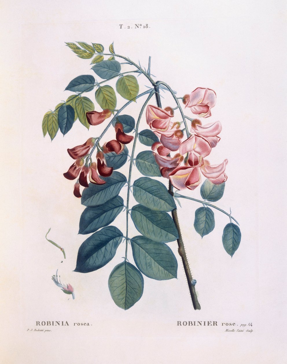Szarańcza (Robinia rosea), Henry Louis Duhamel du Monceau, płyta botaniczna Pierre Joseph Redouté autorstwa Pierre Joseph Redouté