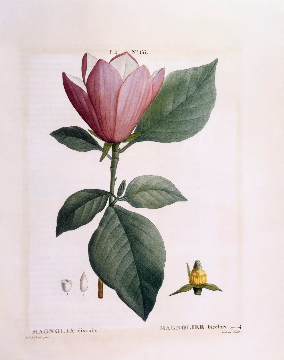 Magnolia (odbarwienie magnolii), Henry Louis Duhamel du Monceau, płyta botaniczna autorstwa Pierre Joseph Redouté autorstwa Pierre Joseph Redouté