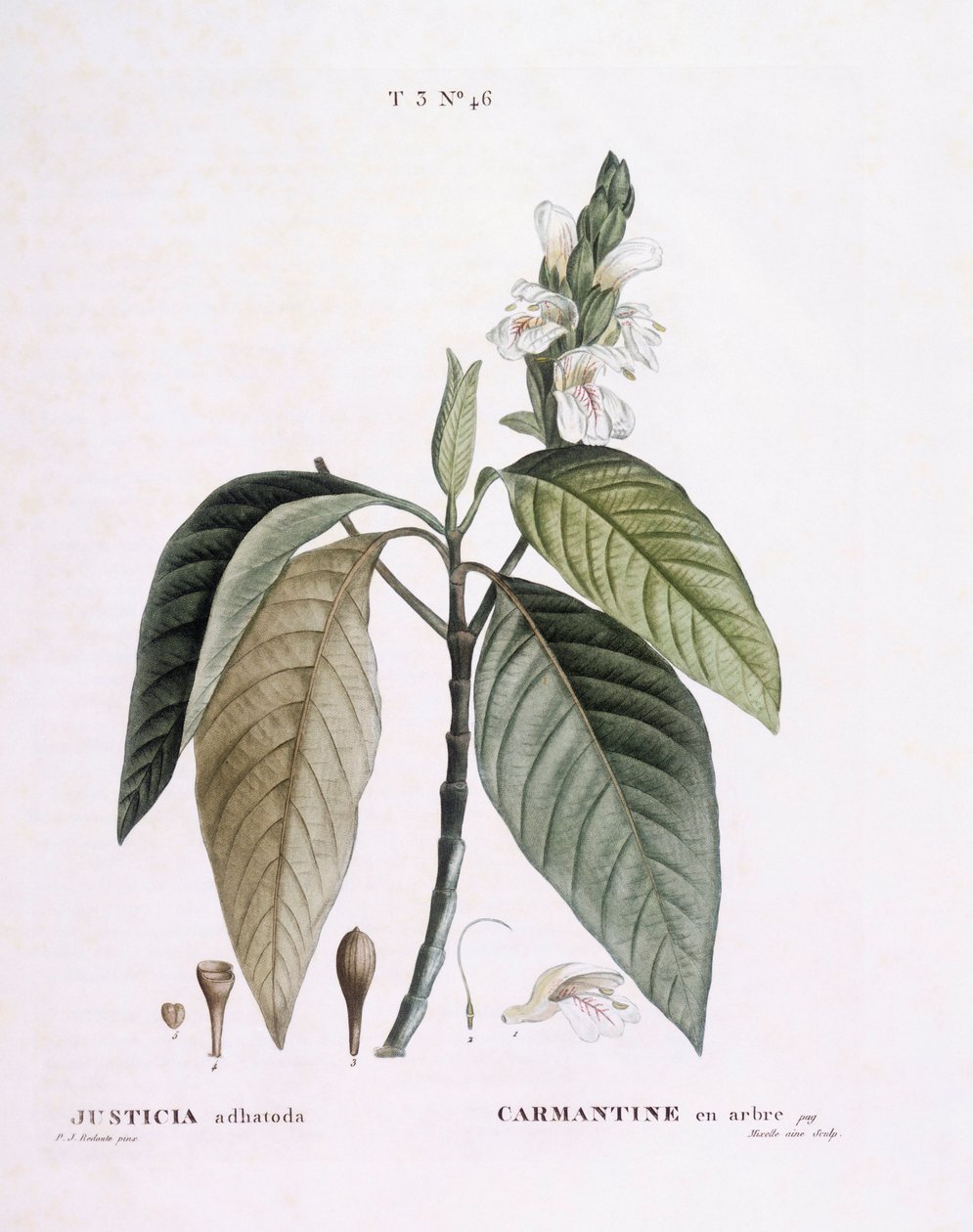 Orzech Malabar (Justicia adhatoda), Henry Louis Duhamel du Monceau, płyta botaniczna Pierre Joseph Redouté autorstwa Pierre Joseph Redouté