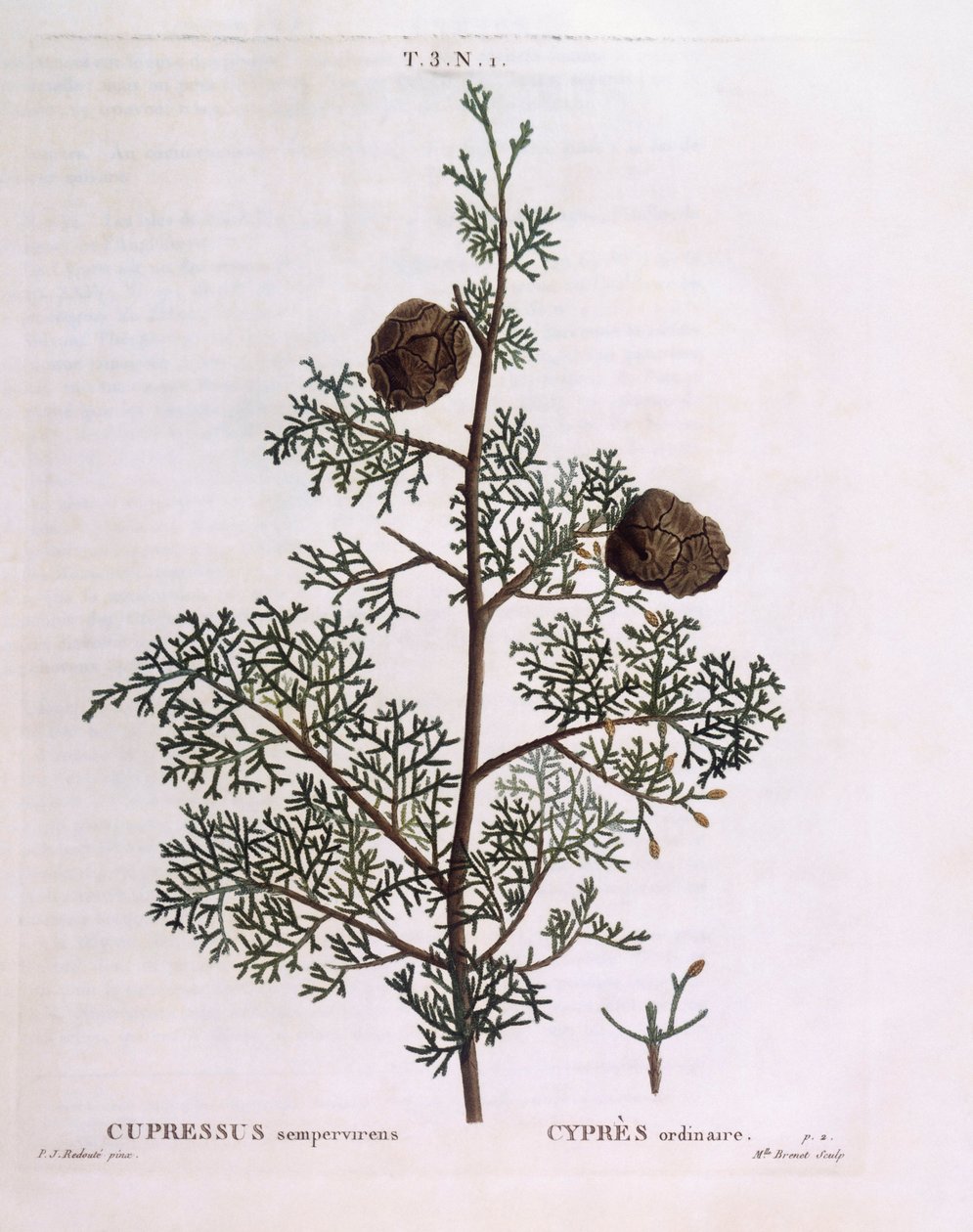 Cyprys śródziemnomorski (Cupressus sempervirens), Henry Louis Duhamel du Monceau, płyta botaniczna Pierre Joseph Redouté autorstwa Pierre Joseph Redouté