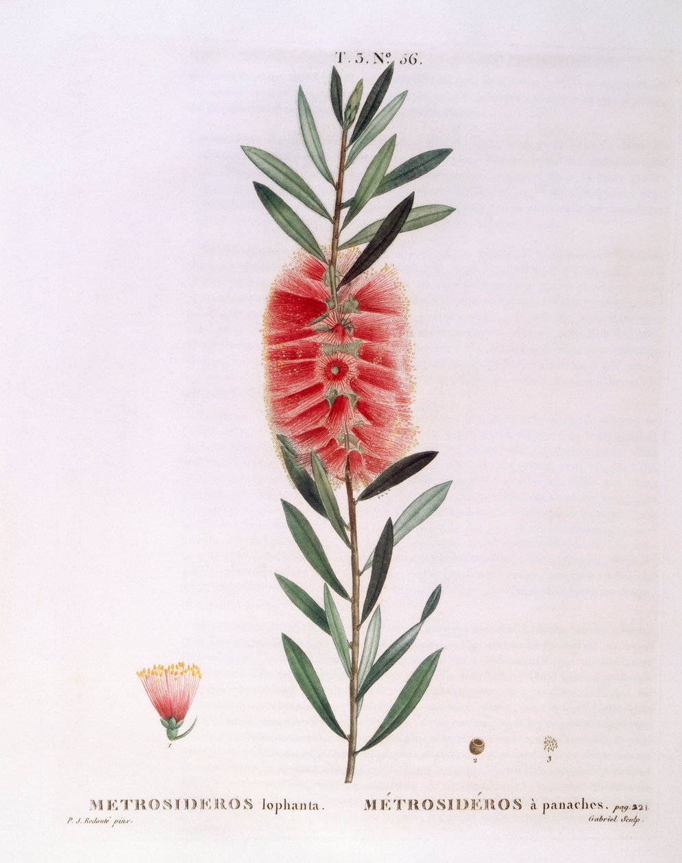 Metrosideros Lophanta Henry Louis Duhamel du Monceau, płyta botaniczna autorstwa Pierre