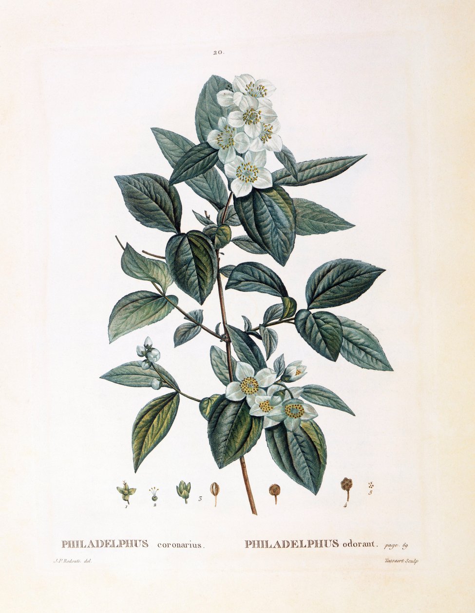 Mock orange (Philadelphus coronarius), Henry Louis Duhamel du Monceau, płyta botaniczna Pierre Joseph Redouté autorstwa Pierre Joseph Redouté