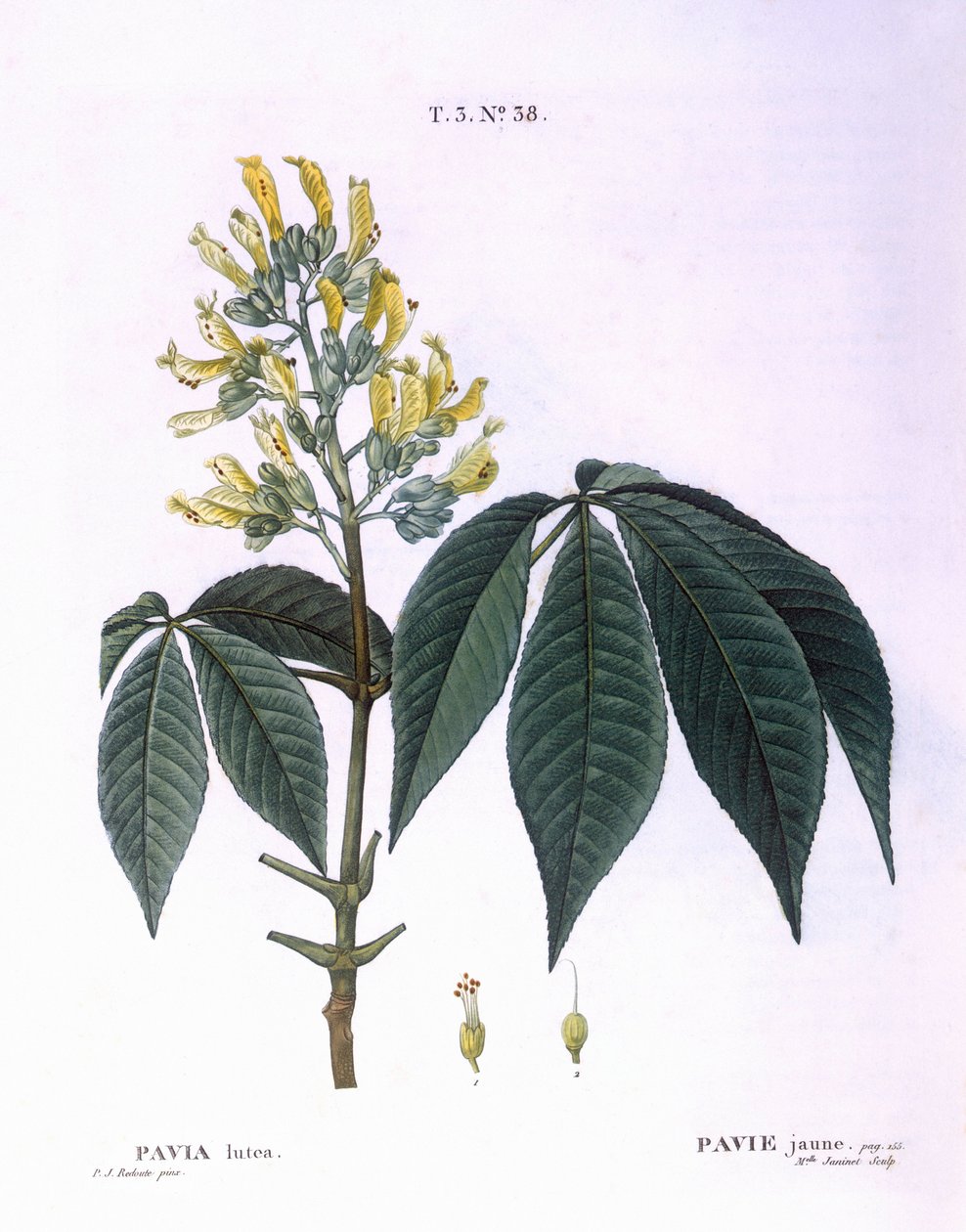 Pavia lutea Henry Louis Duhamel du Monceau, płyta botaniczna autorstwa Pierre