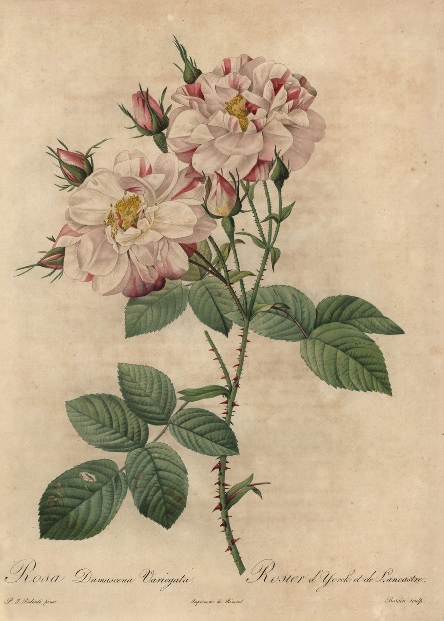 Różowo-biała róża damasceńska, Rosa damascena autorstwa Pierre Joseph Redouté