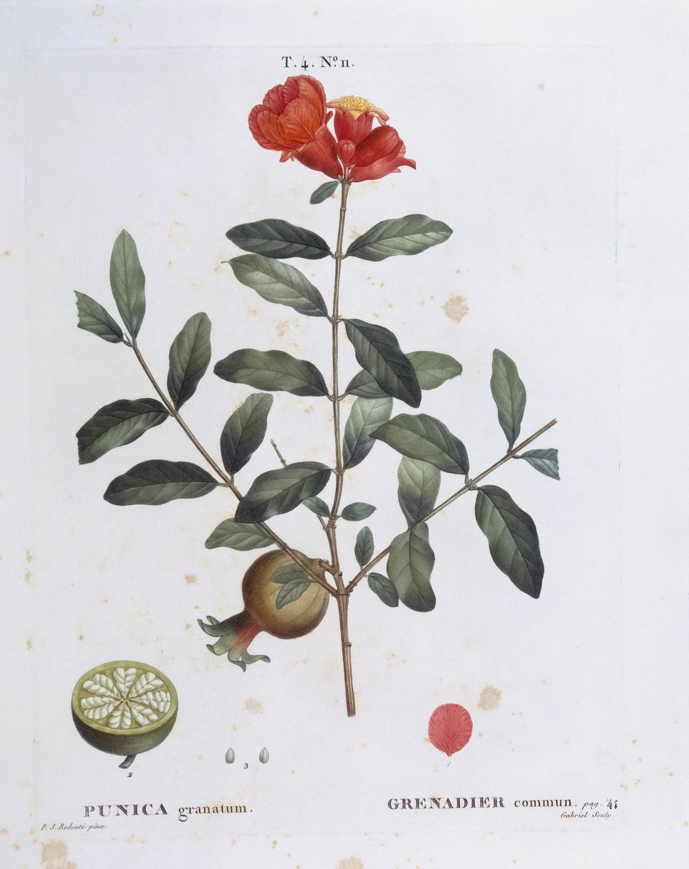 Granat (Punica granatum), Henry Louis Duhamel du Monceau, płyta botaniczna autorstwa Pierre