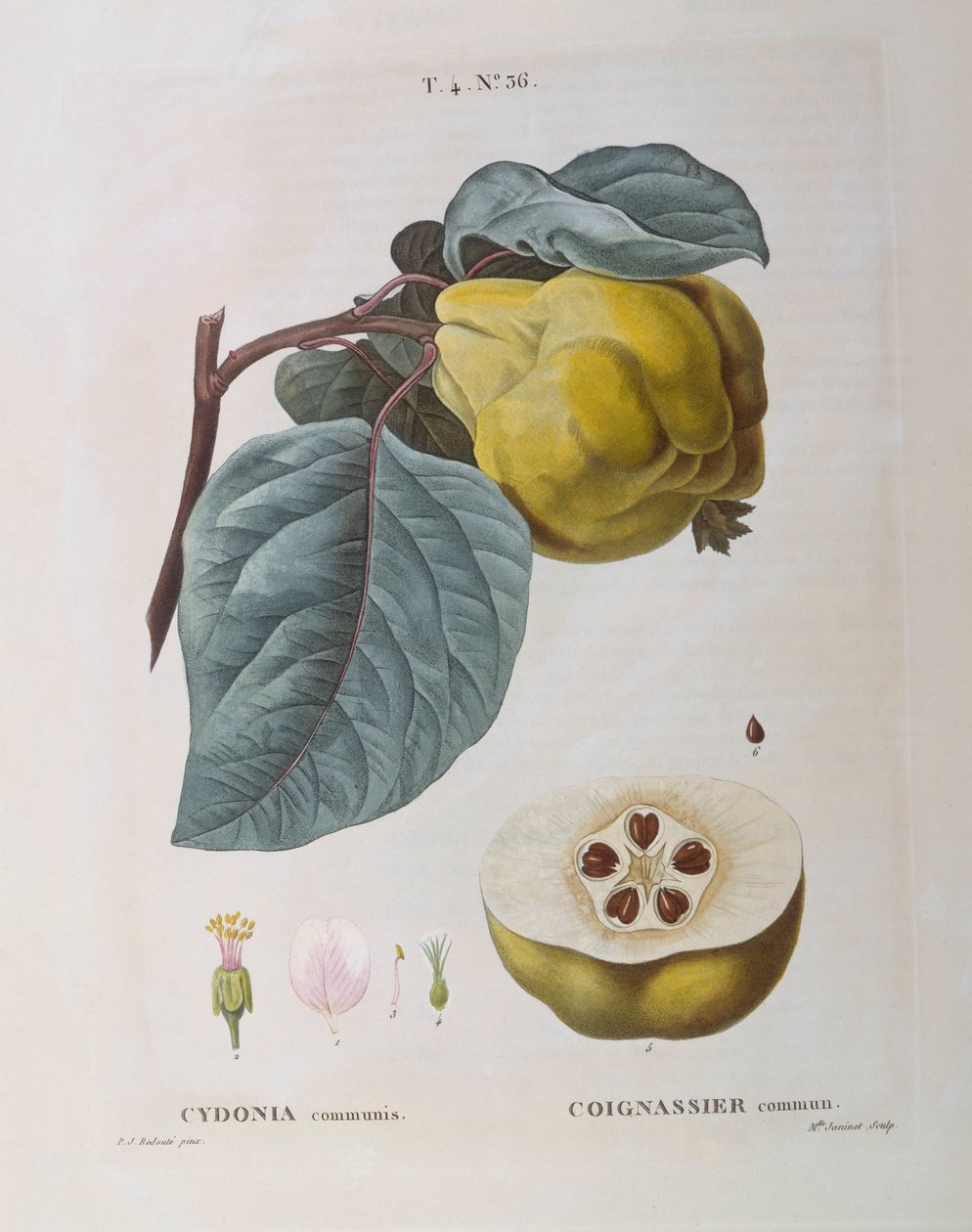 Pigwa (Cydonia communis), Henry Louis Duhamel du Monceau, płyta botaniczna Pierre Joseph Redouté autorstwa Pierre Joseph Redouté