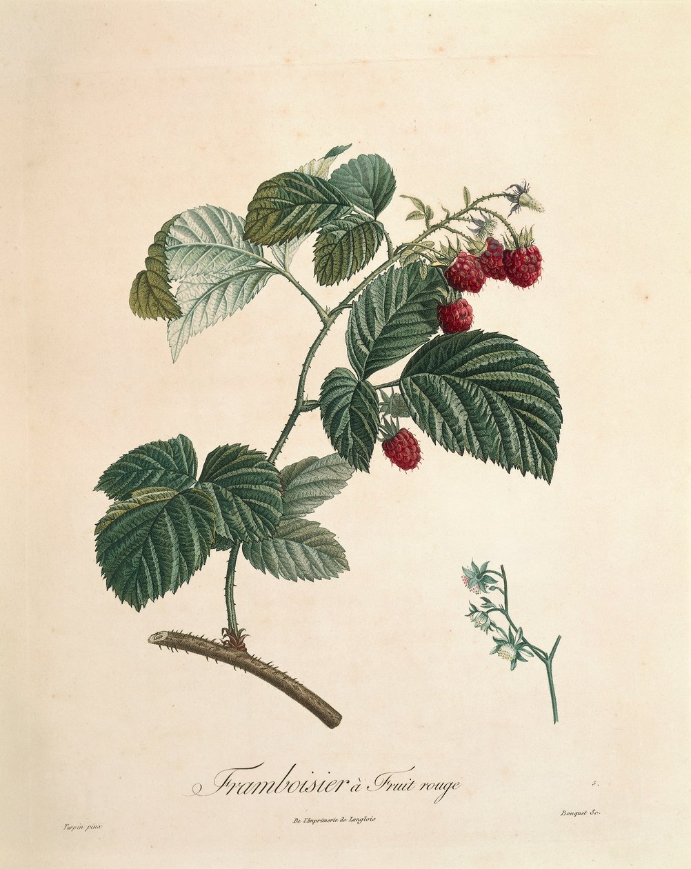 Malina autorstwa Pierre