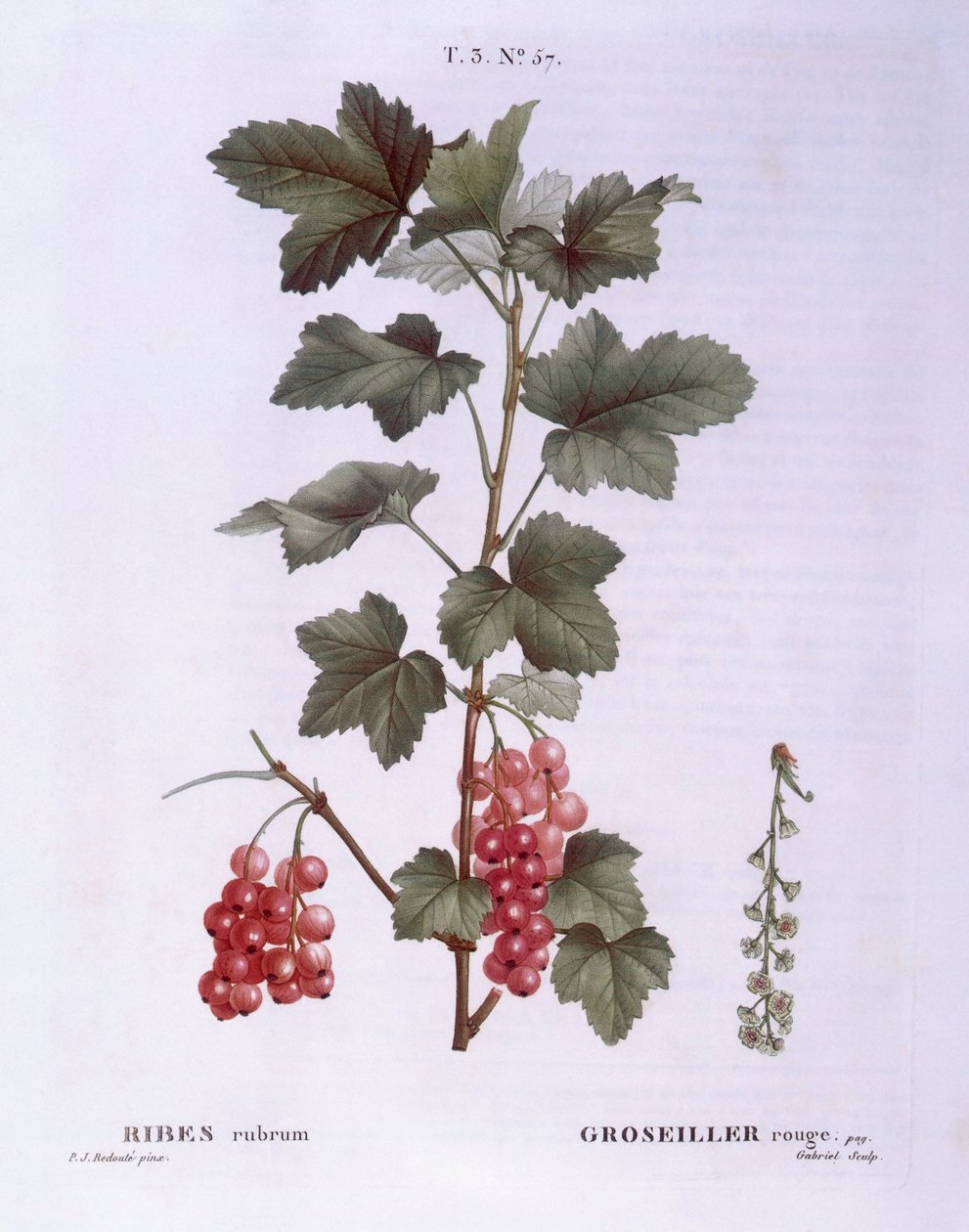 Czerwona porzeczka (Ribes rubrum), Henry Louis Duhamel du Monceau, płyta botaniczna Pierre Joseph Redouté autorstwa Pierre Joseph Redouté