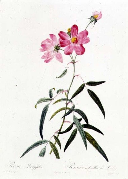 Rosa Longifolia autorstwa Pierre Joseph Redouté