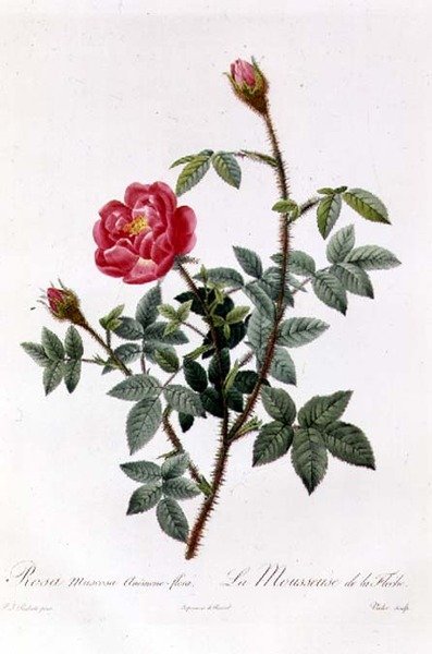 Rosa Muscosa Anemone-Flora autorstwa Pierre Joseph Redouté