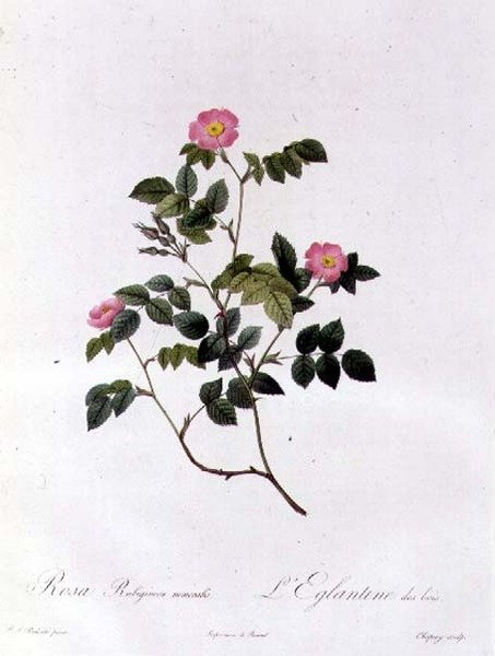 Rosa Rubiginosa Nemoralis autorstwa Pierre Joseph Redouté