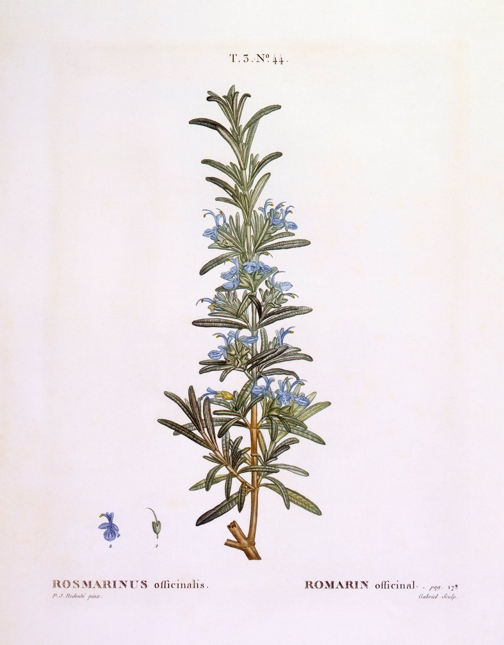 Rozmaryn (Rosmarinus officinalis), Henry Louis Duhamel du Monceau, płyta botaniczna Pierre Joseph Redouté autorstwa Pierre Joseph Redouté