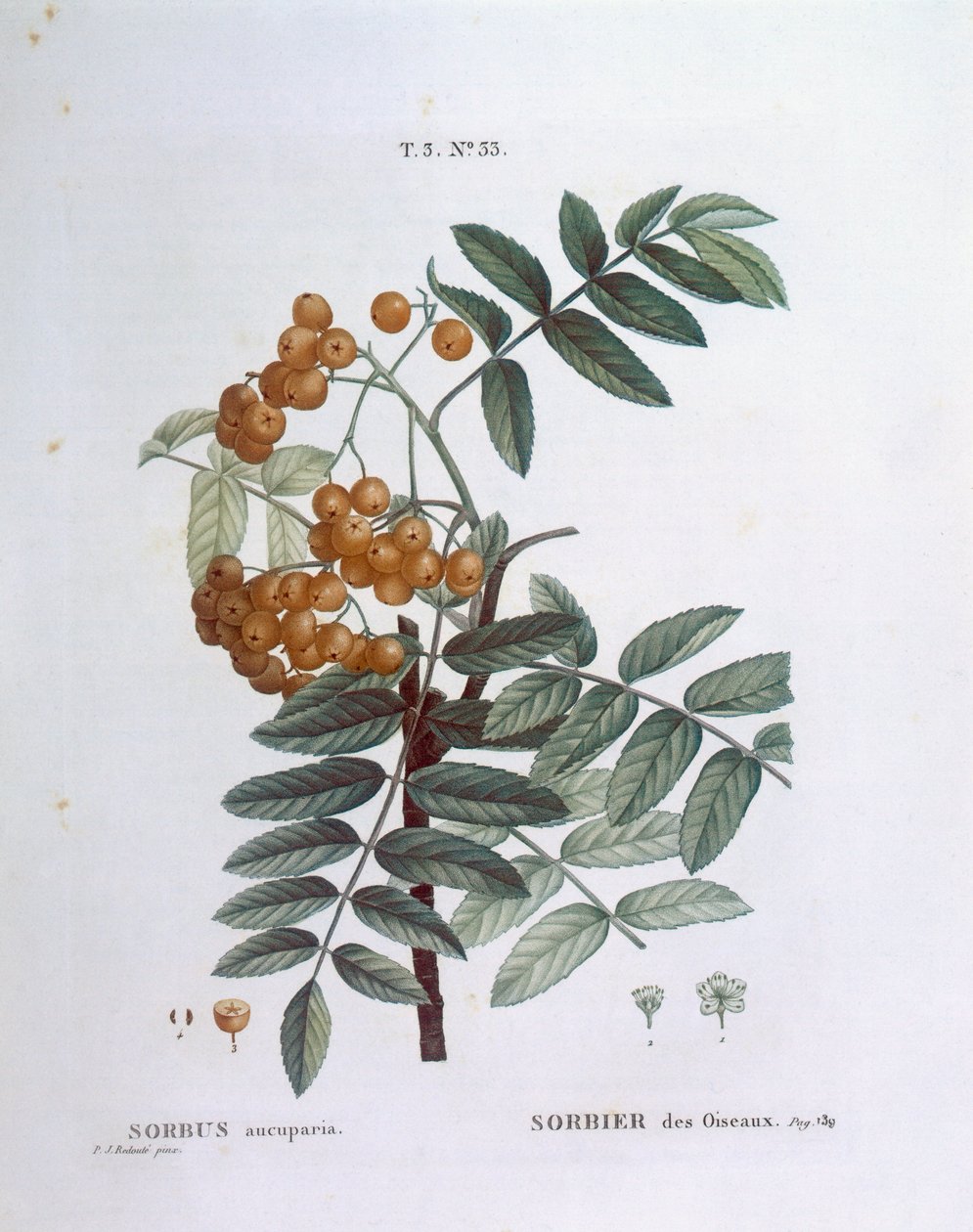 Jarzębina lub jarzębina pospolita (Sorbus aucuparia), Henry Louis Duhamel du Monceau, płyta botaniczna Pierre Joseph Redouté autorstwa Pierre Joseph Redouté