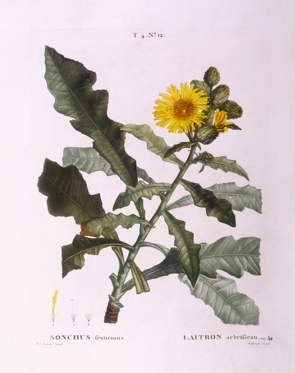 Siać osty (Sonchus fruticosus), Henry Louis Duhamel du Monceau, płyta botaniczna – Pierre Joseph Redouté autorstwa Pierre Joseph Redouté