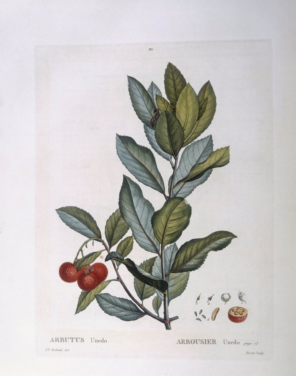 Drzewo truskawkowe (Arbutus unedo), Henry Louis Duhamel du Monceau, płyta botaniczna Pierre Joseph Redouté autorstwa Pierre Joseph Redouté