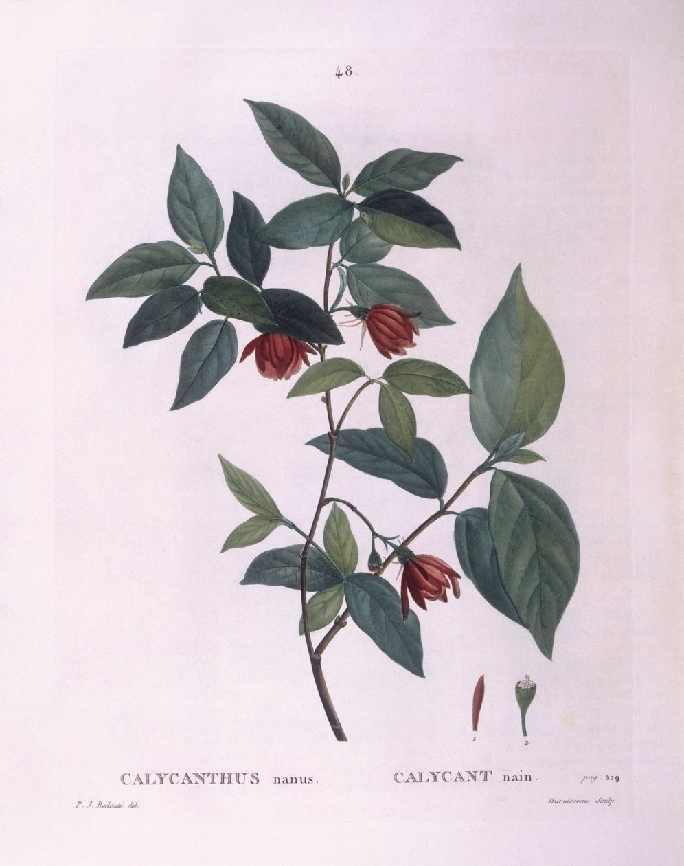 Sweetshrub (Calycanthus nanus), Henry Louis Duhamel du Monceau, płyta botaniczna Pierre Joseph Redouté autorstwa Pierre Joseph Redouté