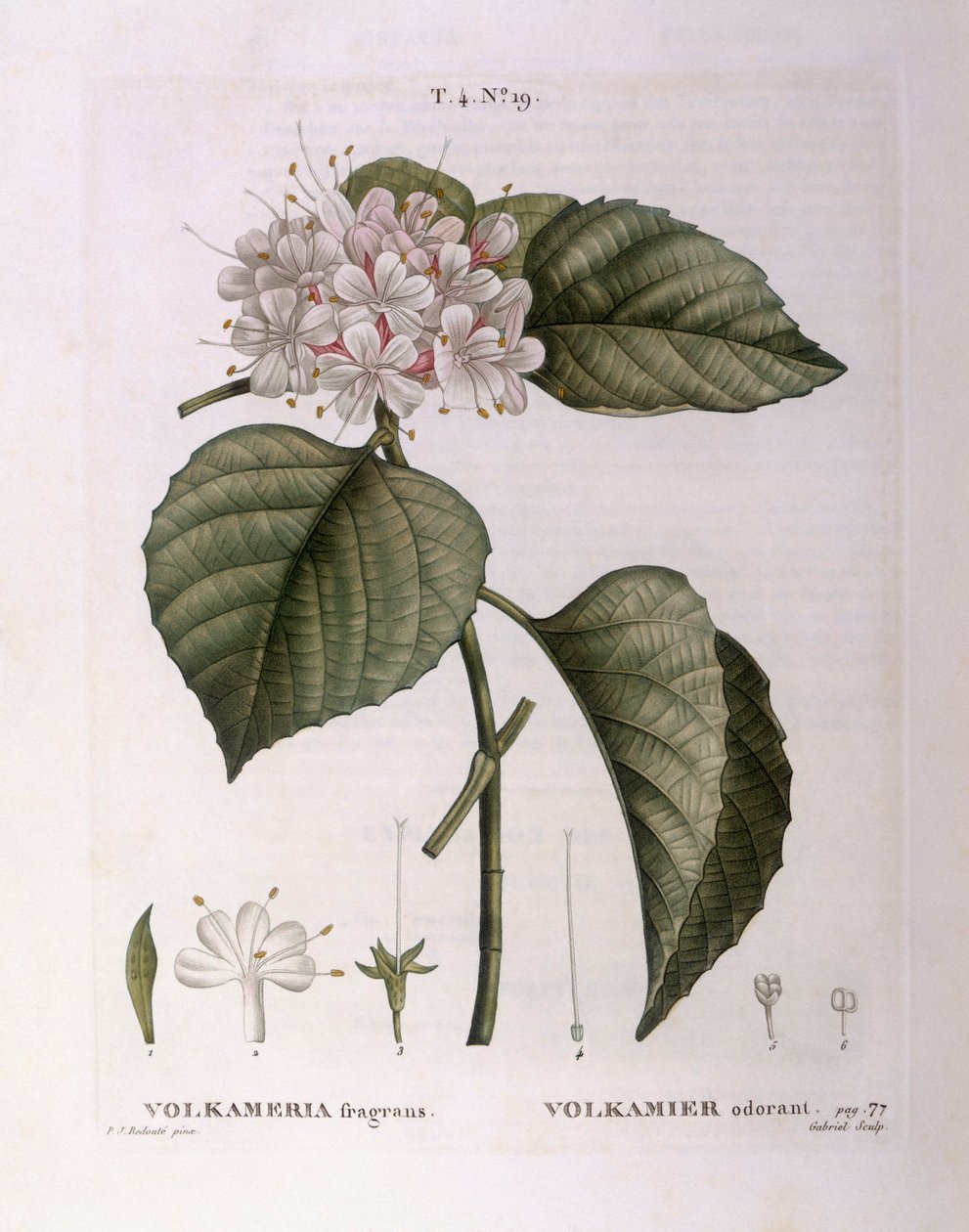 Volkameria fragrans Henry Louis Duhamel du Monceau, płyta botaniczna autorstwa Pierre