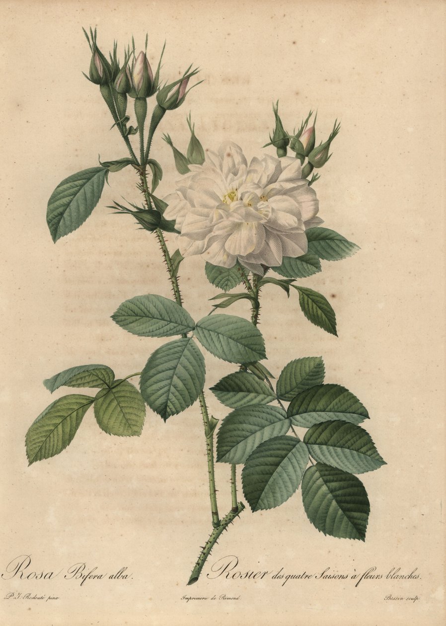 Biała róża, Rosa bifera alba. autorstwa Pierre Joseph Redouté