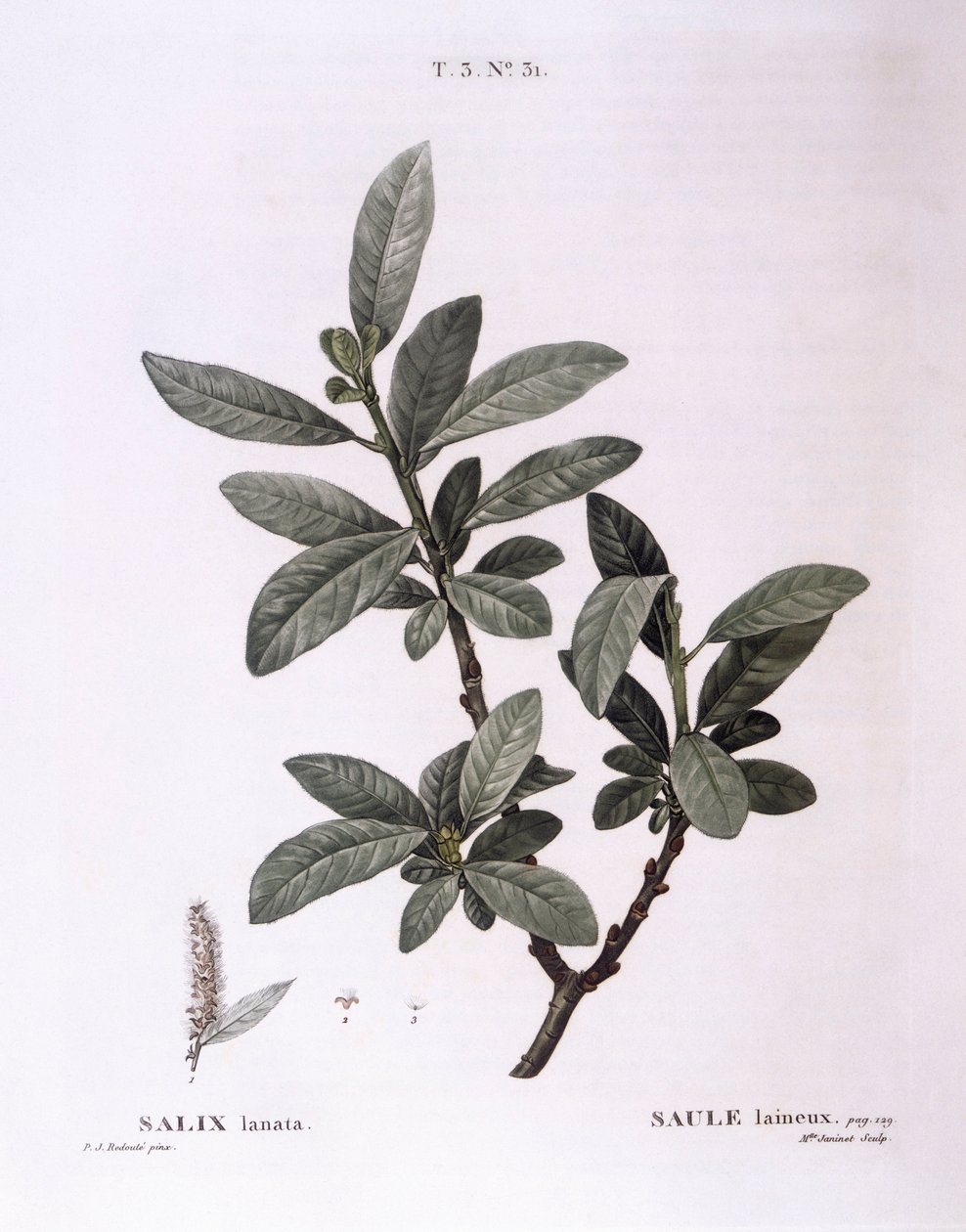 Willow (Salix lanata), Henry Louis Duhamel du Monceau, płyta botaniczna autorstwa Pierre