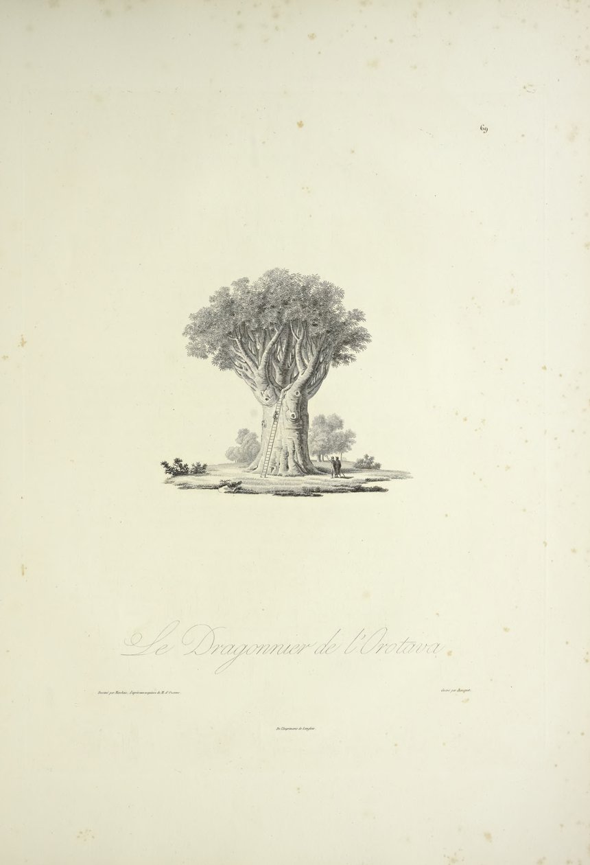 Smocze drzewo z Orotava, grawerowane przez Bouquet, ilustracja z „Widoki Kordylierów i pomników rdzennych ludów Ameryki” autorstwa Alexandra von Humboldta i Aime Bonpland autorstwa Pierre Antoine (after) Marchais