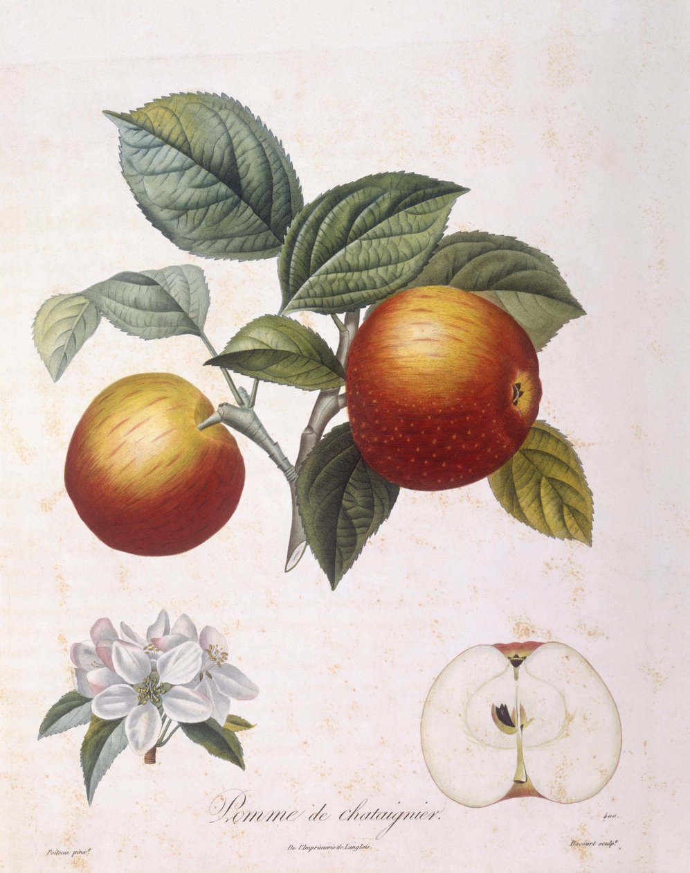 Jabłko „Kasztanowe jabłko” Henry Louis Duhamel du Monceau, talerz botaniczny, Pierre Antoine Poiteau autorstwa Pierre Antoine (after) Poiteau