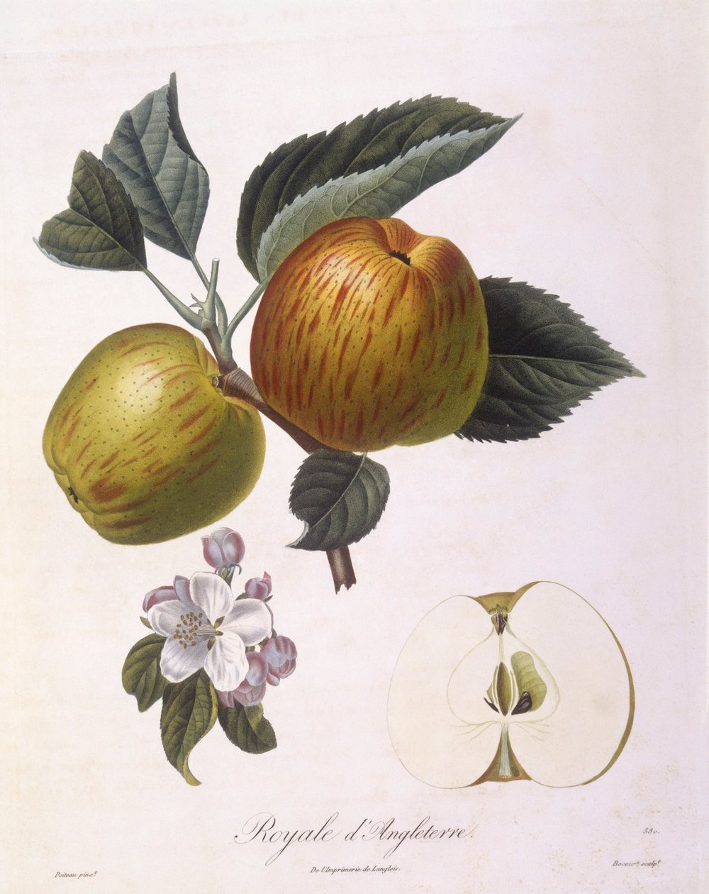 Jabłko „Royal of England”, Henry Louis Duhamel du Monceau, płyta botaniczna – Pierre Antoine Poiteau autorstwa Pierre Antoine (after) Poiteau