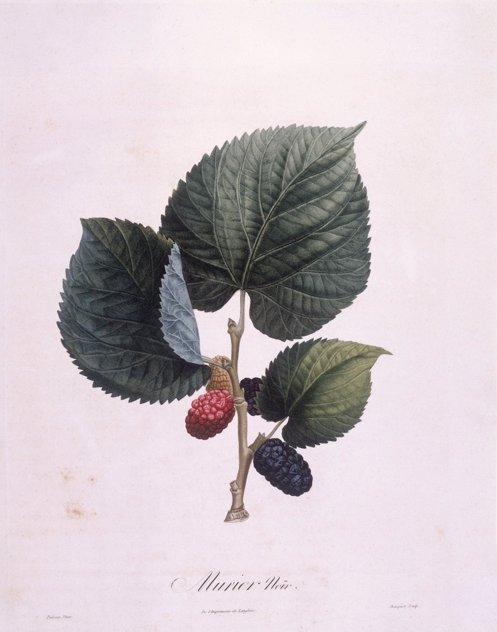 Morwa czarna (Morus nigra), Henry Louis Duhamel du Monceau, płyta botaniczna Pierre Antoine Poiteau autorstwa Pierre Antoine (after) Poiteau