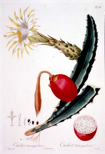 Cactus Triangularis, tablica 26 z „Flore des Antilles”, tom 4, autorstwa Francois Richarda Tussaca, opublikowana w latach 1808-27 autorstwa Pierre Antoine (after) Poiteau