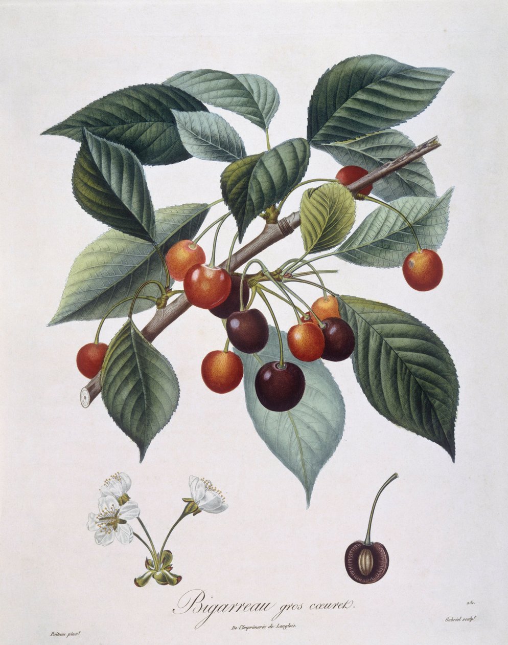 Wiśnia (Prunus avium) „Bigarreau” Henry Louis Duhamel du Monceau, płyta botaniczna – Pierre Antoine Poiteau autorstwa Pierre Antoine (after) Poiteau