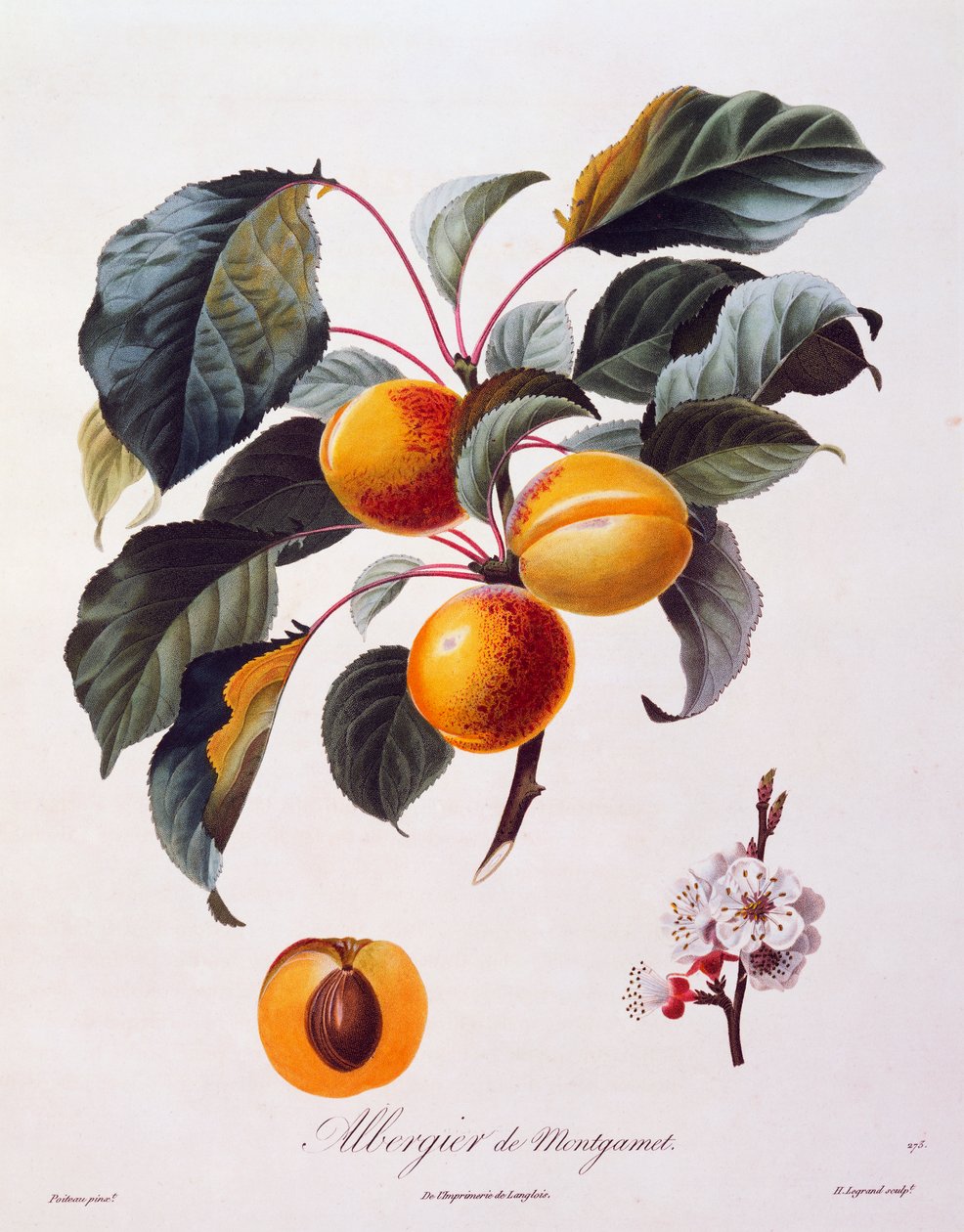 Owoce i kwiaty moreli Albergier De Montgamet, ok. 1846 r., barwny sztych Pierre-Antoine Poiteau z Pomolgie Francais, Francja autorstwa Pierre Antoine (after) Poiteau