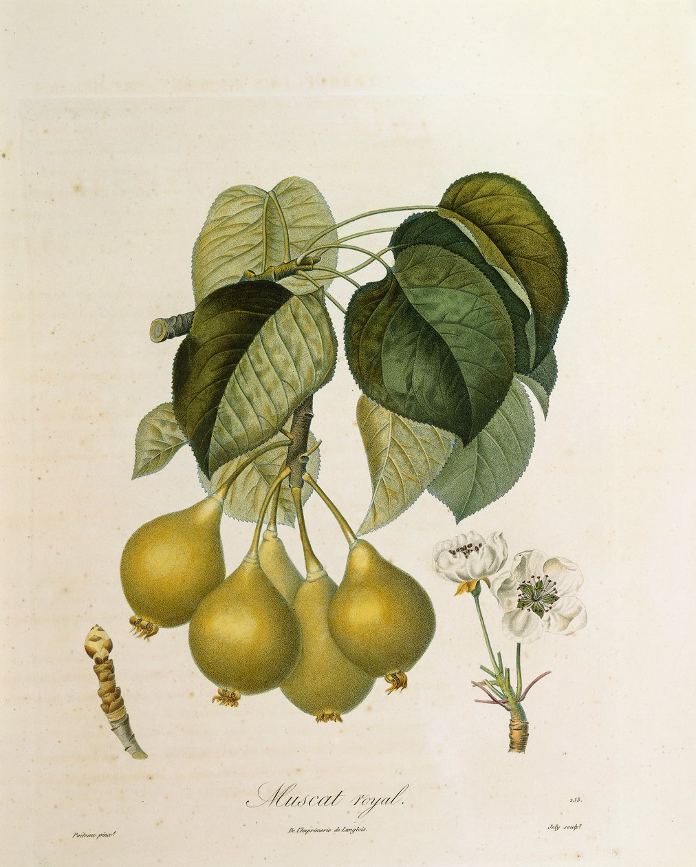 Muscat Royal Apricot autorstwa Antoine Poiteau autorstwa Pierre Antoine (after) Poiteau