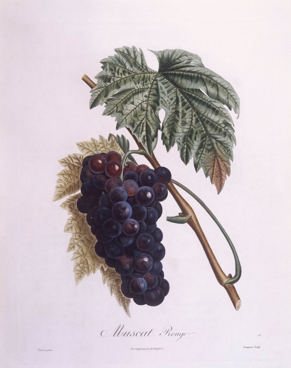 Winorośl muszkatołowa (Vitis vinifera), Henry Louis Duhamel du Monceau, płyta botaniczna – Pierre Antoine Poiteau autorstwa Pierre Antoine (after) Poiteau