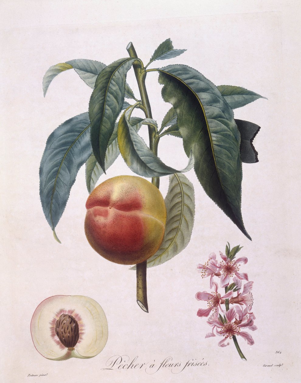 Brzoskwinia (Prunus persica batsch), Henry Louis Duhamel du Monceau, płyta botaniczna – Pierre Antoine Poiteau autorstwa Pierre Antoine (after) Poiteau