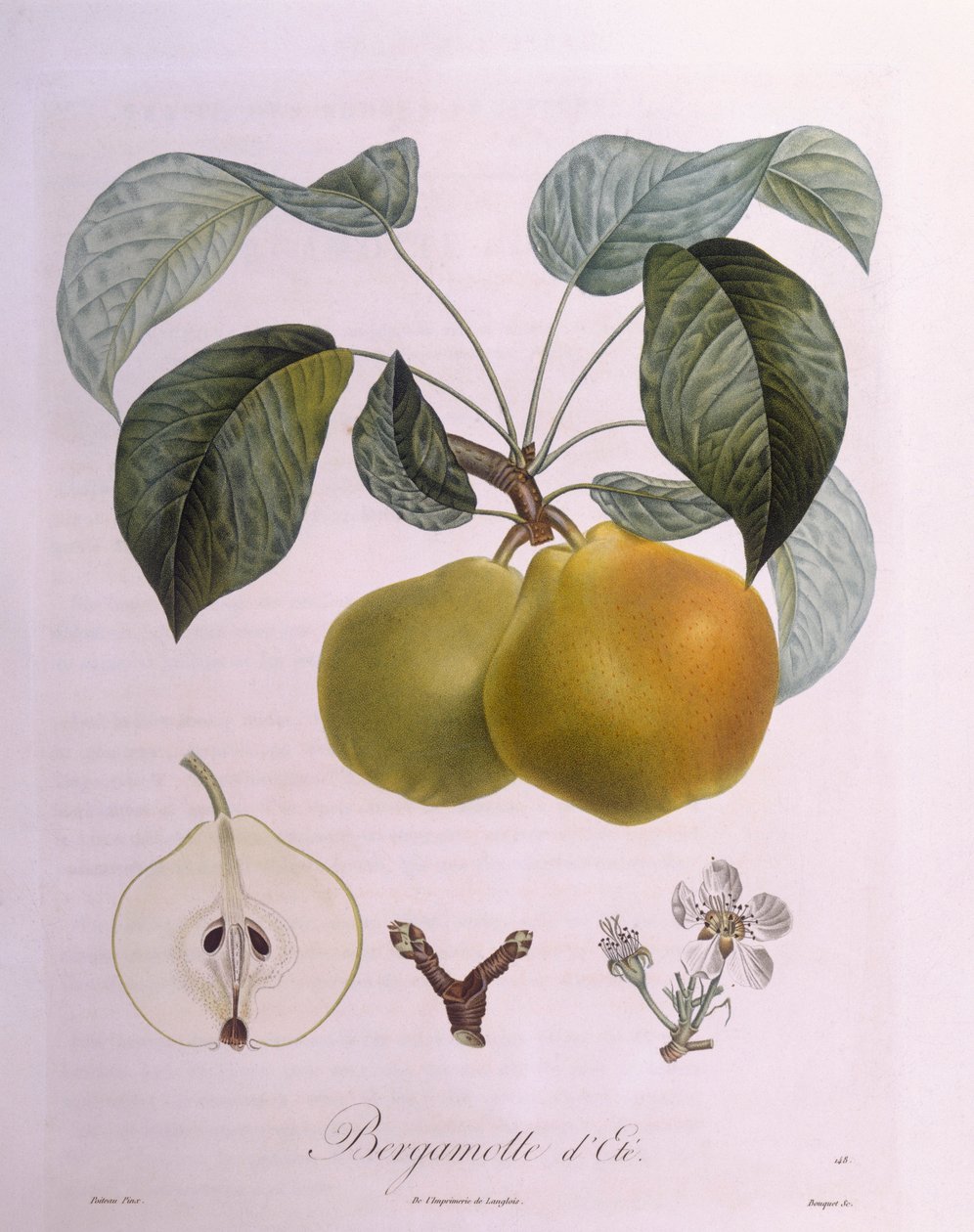 Gruszka "Bergamot" Henry Louis Duhamel du Monceau, płyta botaniczna autorstwa Pierre Antoine Poiteau autorstwa Pierre Antoine (after) Poiteau