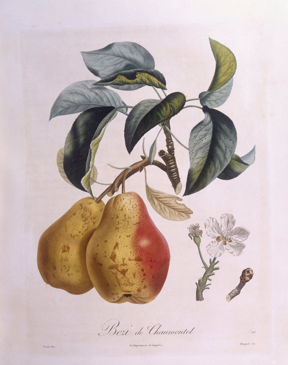 Gruszka "Bezi de Chaumontel" Henry Louis Duhamel du Monceau, płyta botaniczna autorstwa Pierre