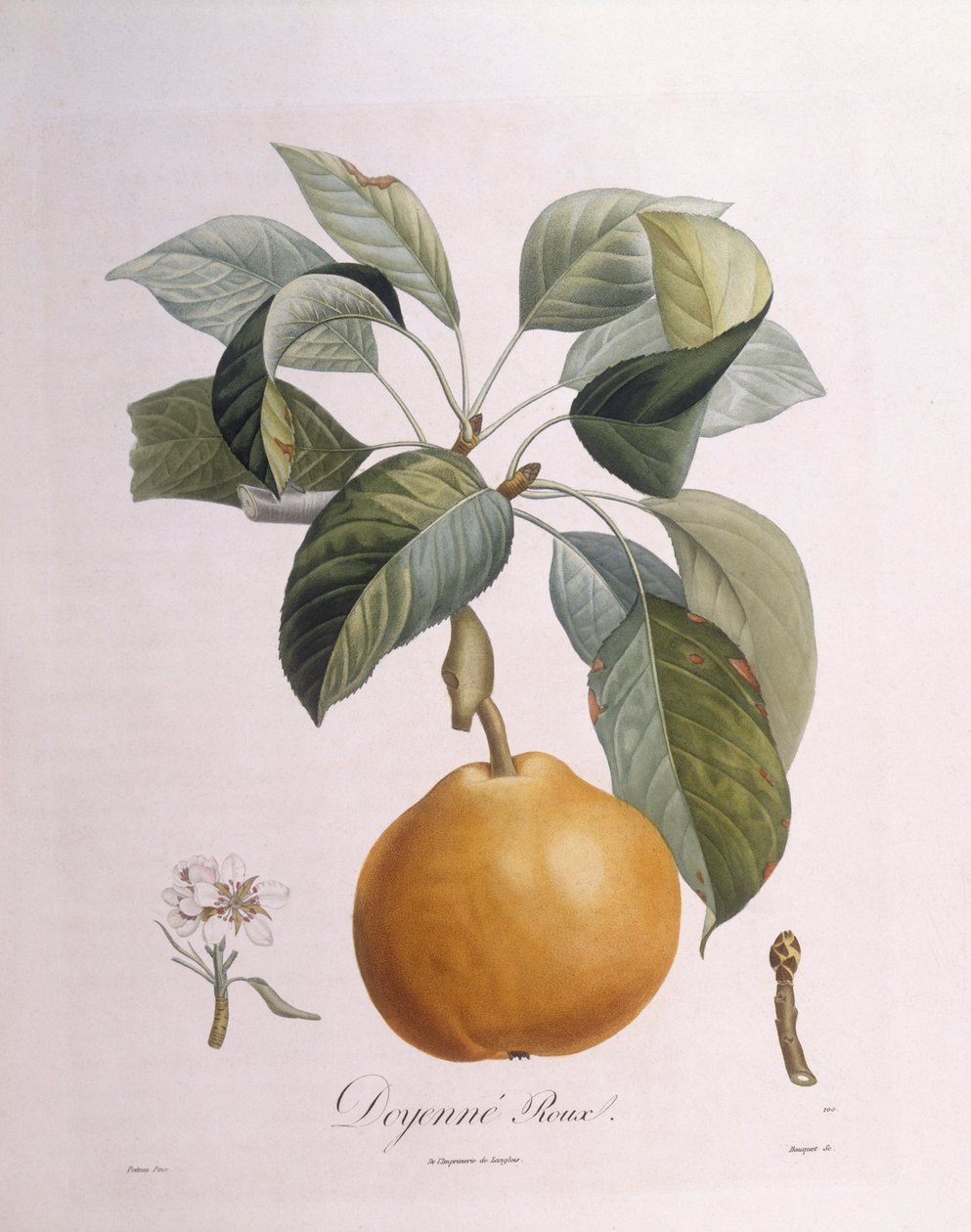 Gruszka „Doyenné zasmażka” Henry Louis Duhamel du Monceau, płyta botaniczna – Pierre Antoine Poiteau autorstwa Pierre Antoine (after) Poiteau