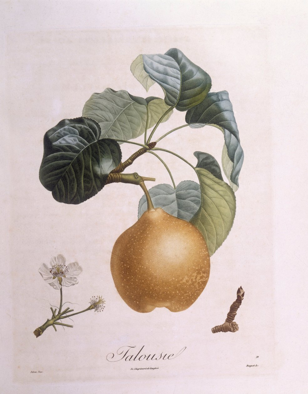 Gruszka "Talousie" Henry Louis Duhamel du Monceau, płyta botaniczna autorstwa Pierre Antoine Poiteau autorstwa Pierre Antoine (after) Poiteau