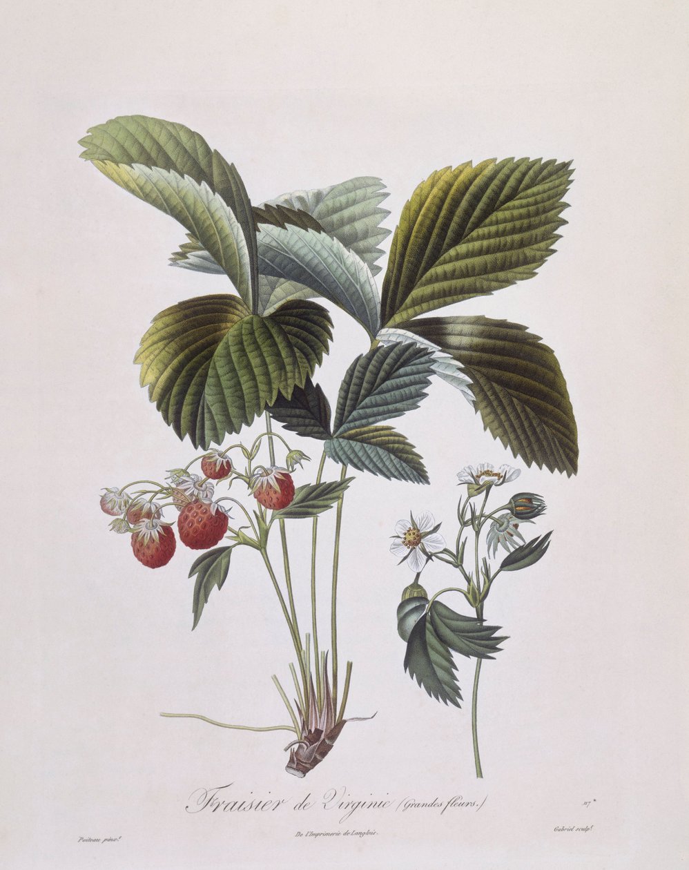 Truskawka Virginia (Fragaria virginiana), Henry Louis Duhamel du Monceau, płyta botaniczna Pierre Antoine Poiteau autorstwa Pierre Antoine (after) Poiteau