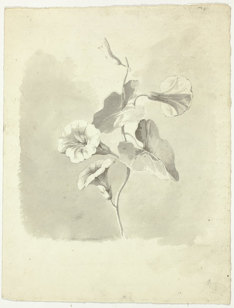 Morning Glories autorstwa Pierre Antoine Mongin