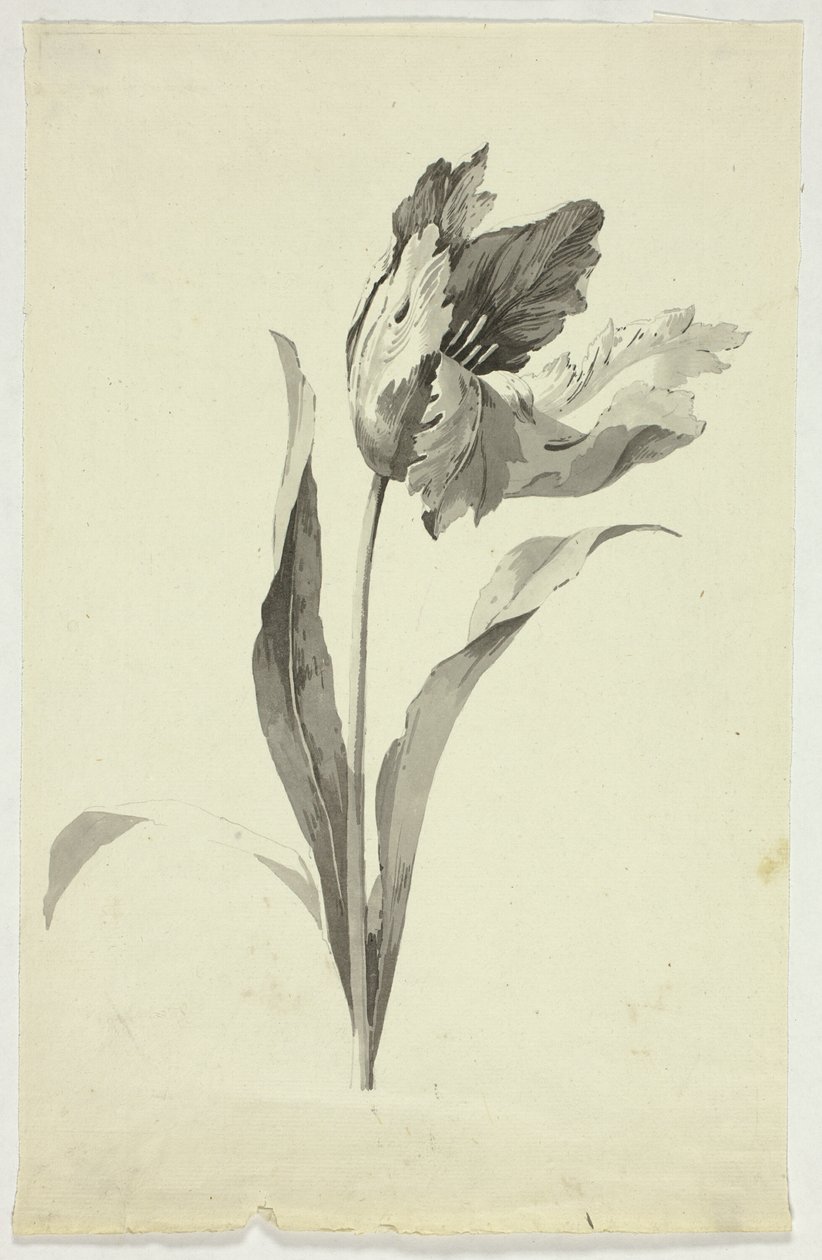 Tulipan autorstwa Pierre Antoine Mongin
