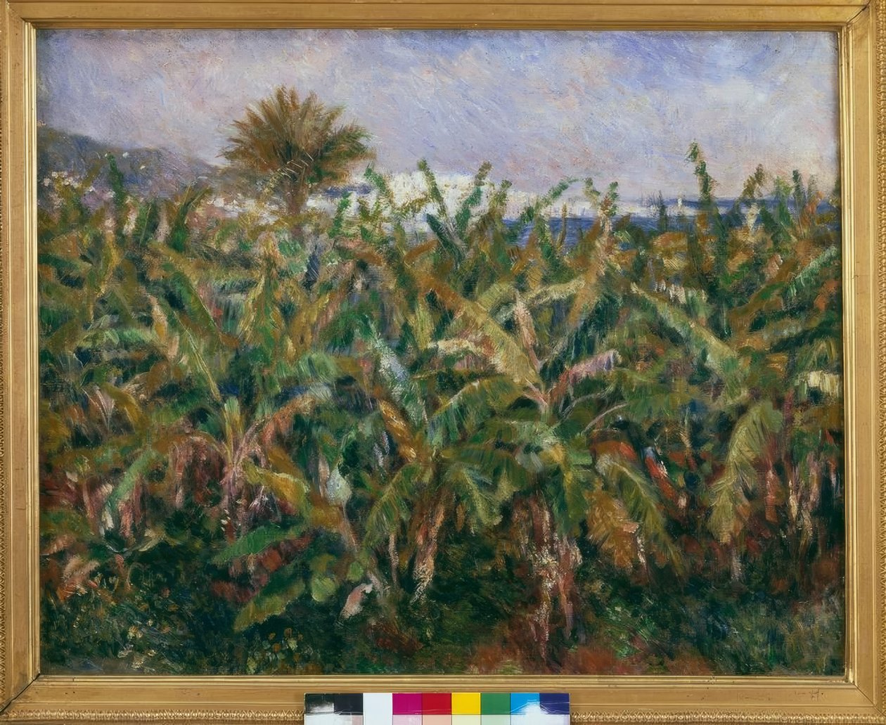 Pole bananowe autorstwa Pierre Auguste Renoir