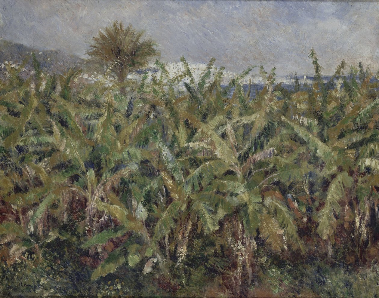 Pole bananowców Champ de bananiers, 1881 autorstwa Pierre Auguste Renoir