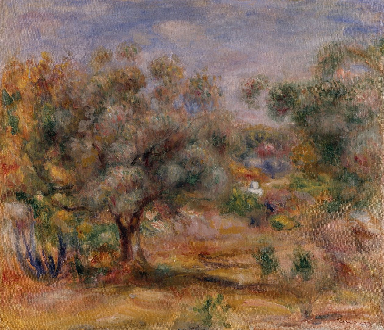 Drzewo oliwne w Les Collettes, ok. 1910-15 (olej na płótnie) autorstwa Pierre Auguste Renoir