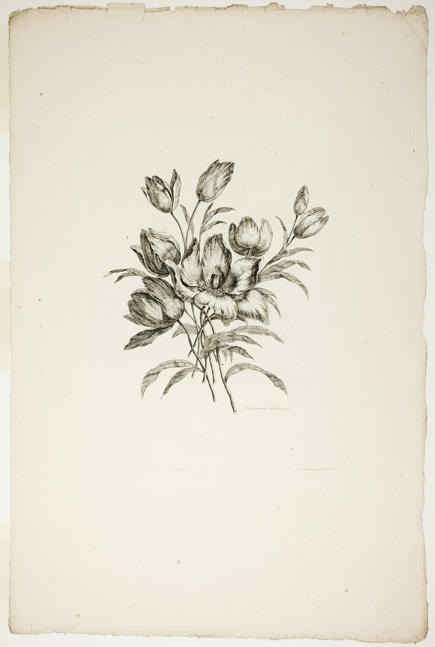 Bukiet z tulipanami, z kolekcji różnych bukietów kwiatów, wymyślony i narysowany przez Jeana Pillementa i grawerowany przez P.C. Canota autorstwa Pierre Charles Canot
