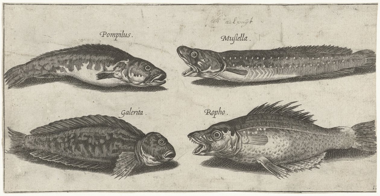 Dorsz widelec, granik, blenny rogaty i czarna ryba Wędkarstwo (tytuł serii) Ikony Piscivm vivae (tytuł serii) autorstwa Pierre Firens