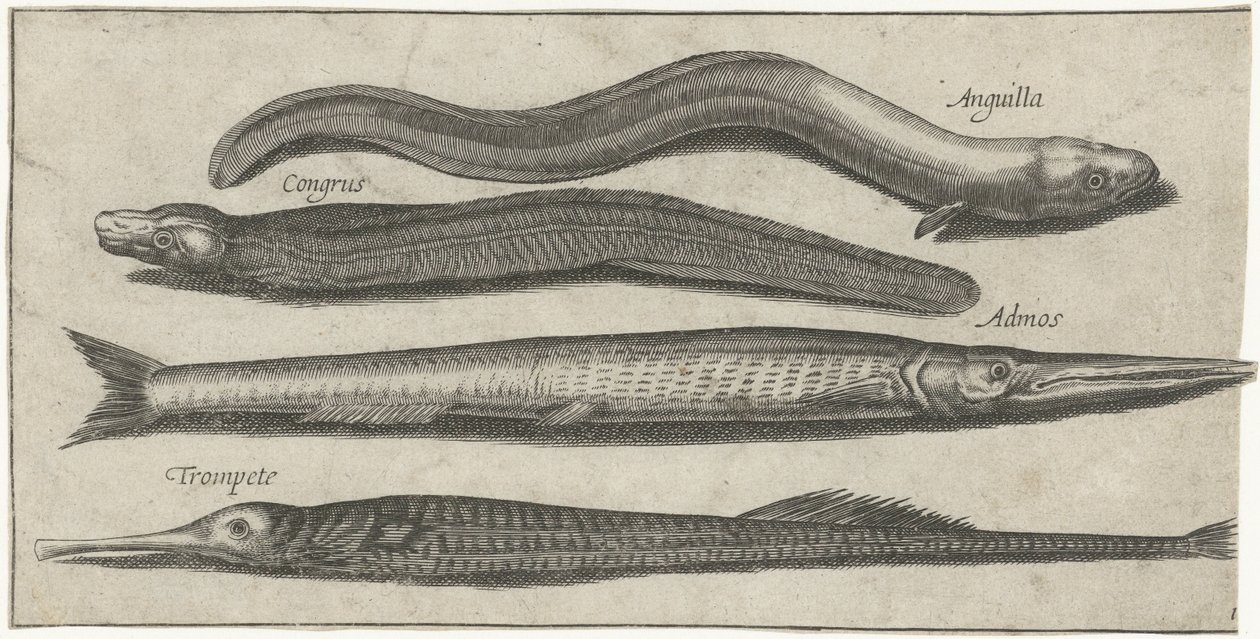 Belona, ​​pipefish, węgorz i węgorz Wędkarstwo (tytuł serii) Ikony Piscium vivae (tytuł serii) autorstwa Pierre Firens
