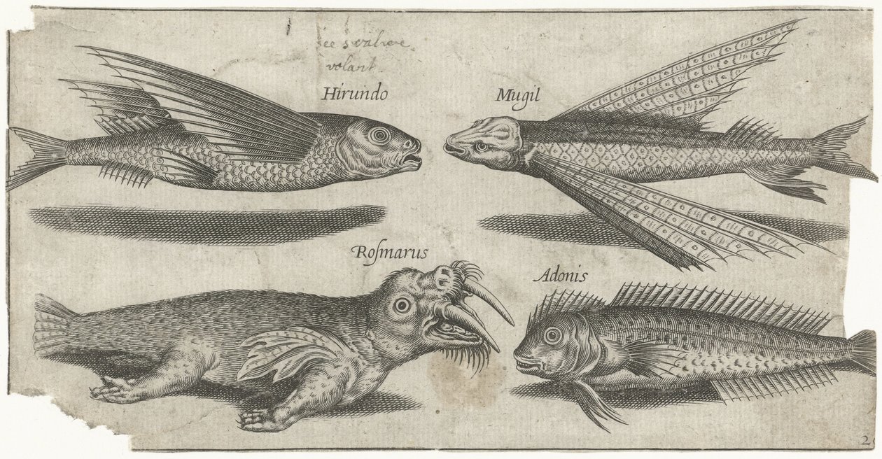 Latający chrząk, guzek, blenny i mors Wędkarstwo (tytuł serii) Ikony Piscivm vivae (tytuł serii) autorstwa Pierre Firens