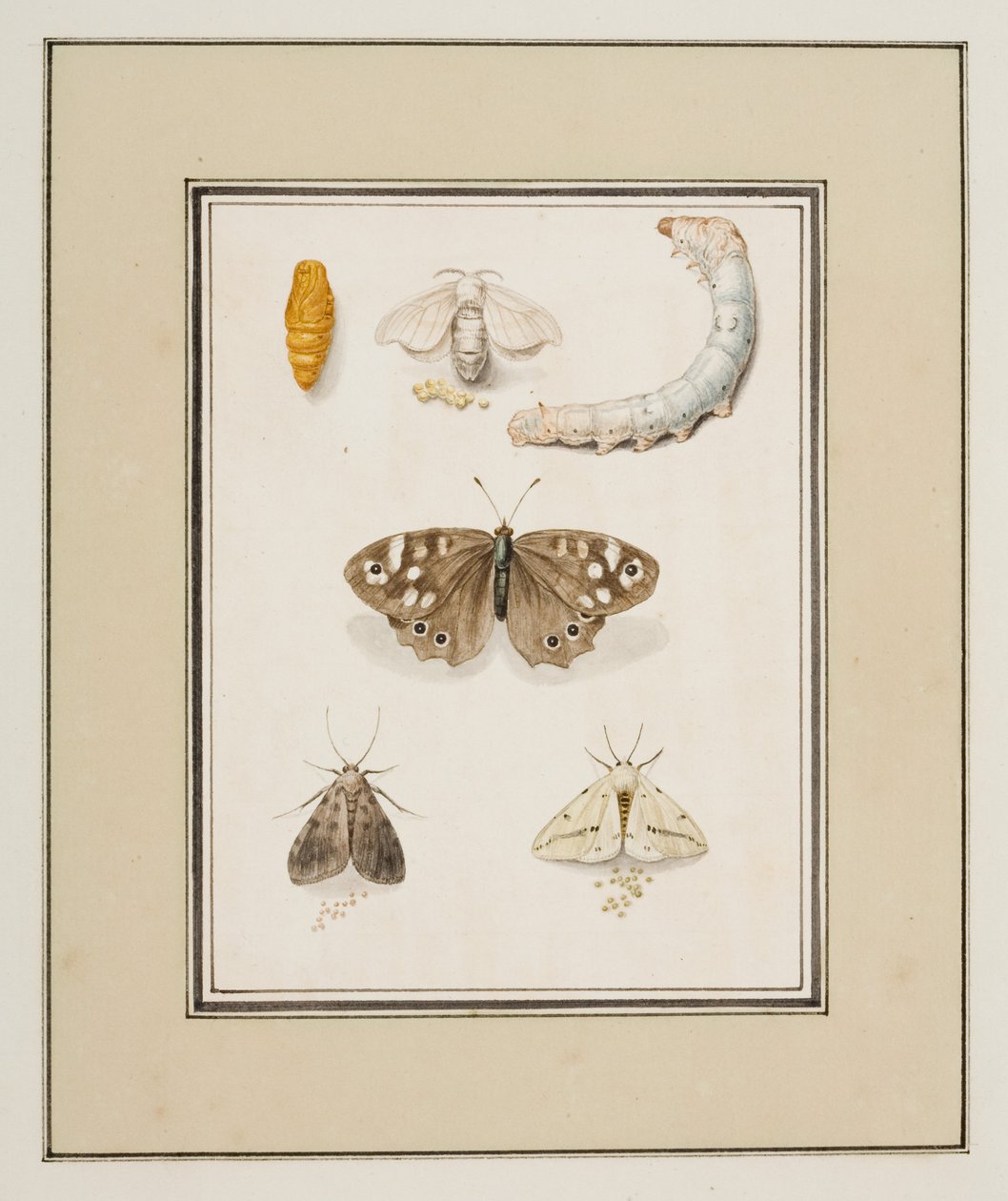 Motyle, ćmy i gąsienice, ok. 1755-65 (akwarela na papierze) autorstwa Pierre Francois Ledoulx